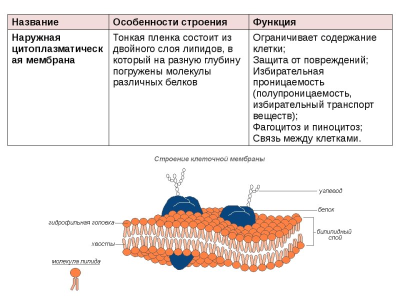 Наружная цитоплазматическая мембрана строение и функции