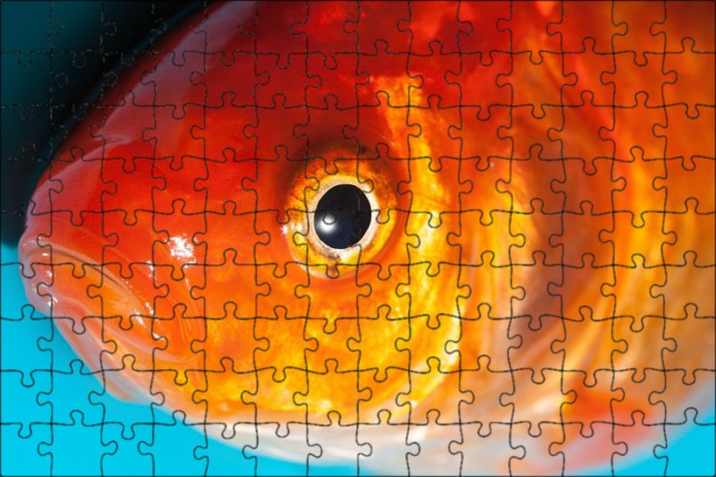 Золотая рыбка с выпученными глазами