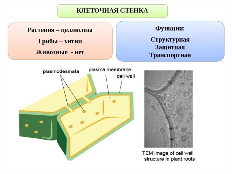 Клеточная стенка растительной клетки строение и функции