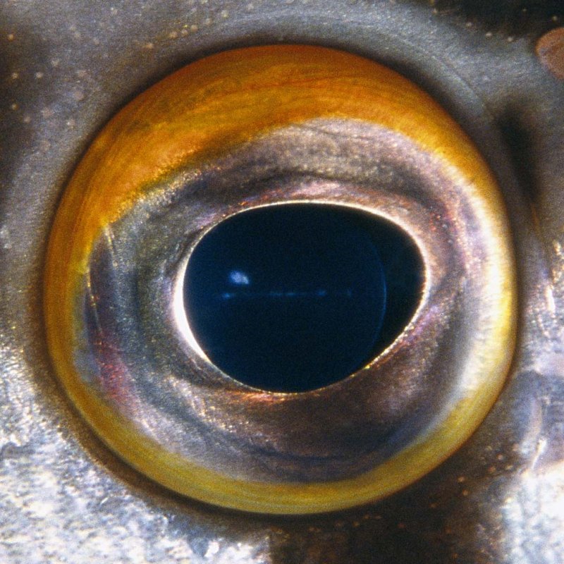 Глаз селедки