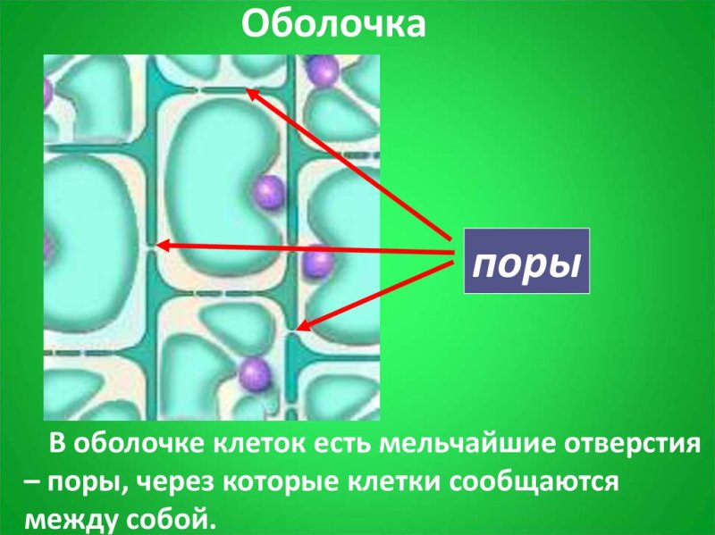 Поры клетки функции