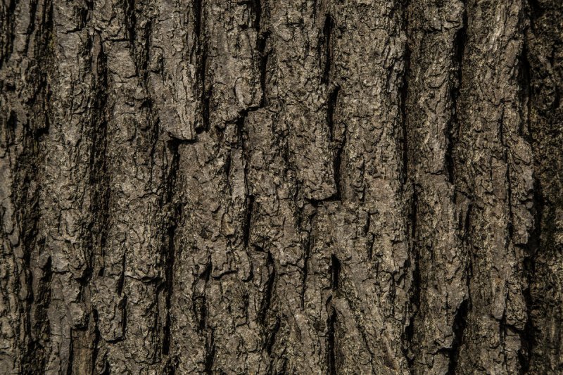 Текстура коры дерева