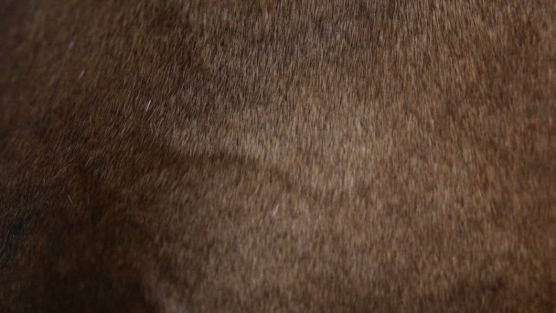 Коричневая шерсть