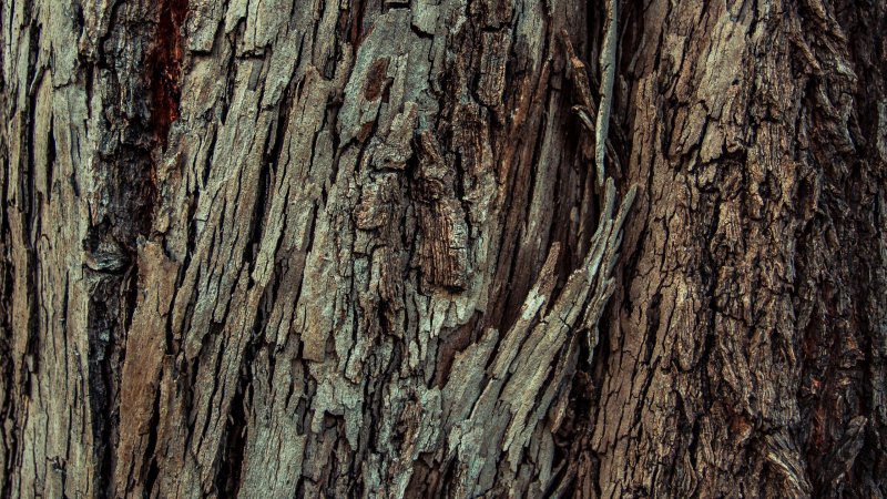 Бороздчатая кора