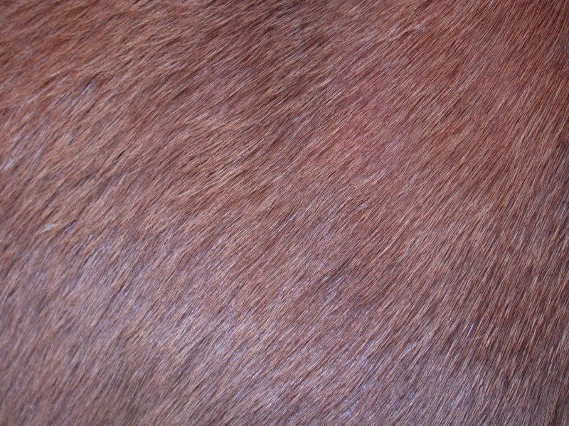 Шерсть лошади