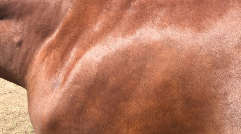 Шерсть лошади