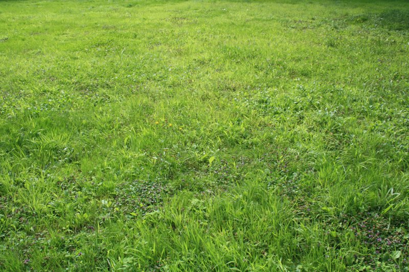 Трава газон