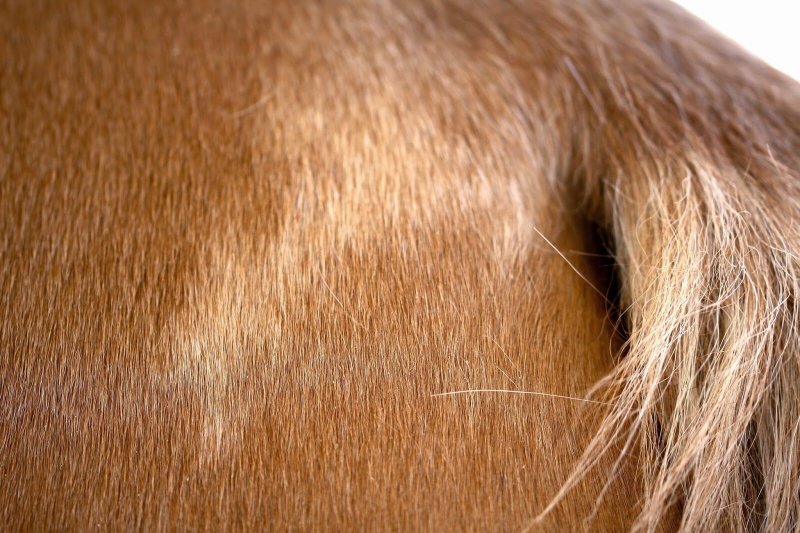 Шерсть лошади