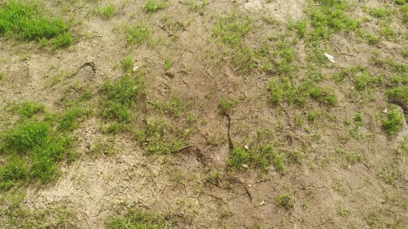 Вытоптанная трава