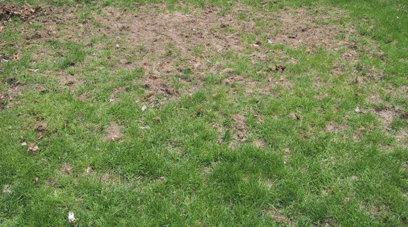 Вытоптанная трава