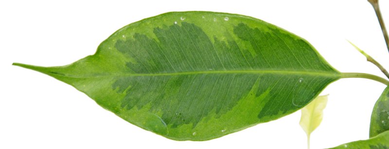 Листок фикуса