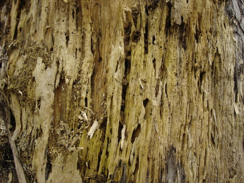 Трухлявое дерево