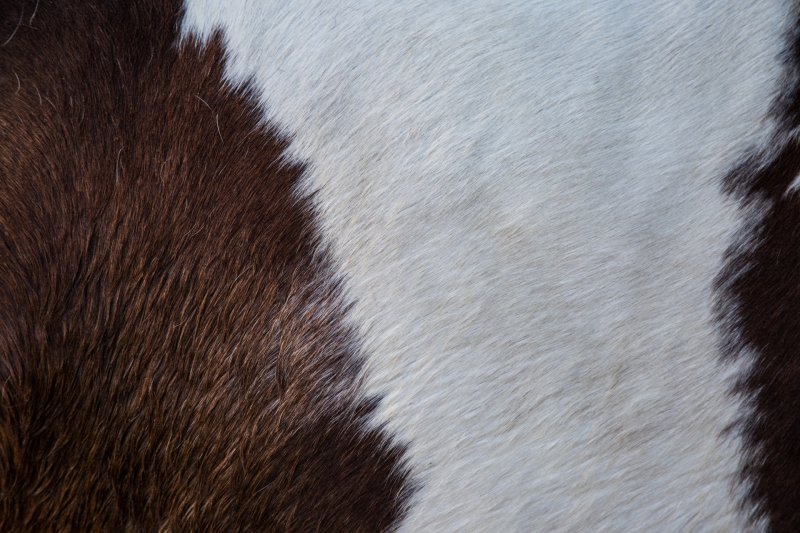 Шерсть лошади