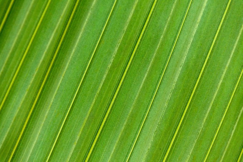 Текстура листьев пальмы