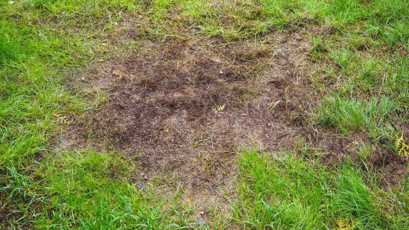 Неухоженный газон