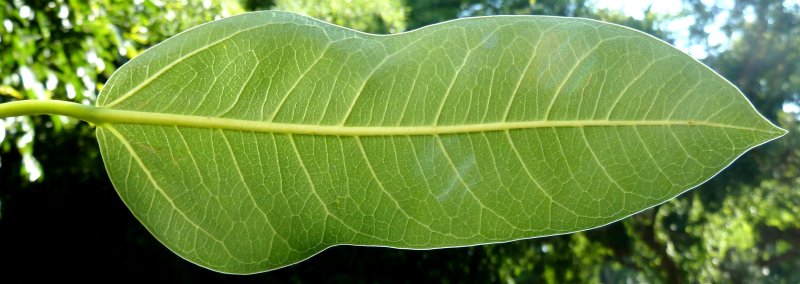 Фикус Салицифолия