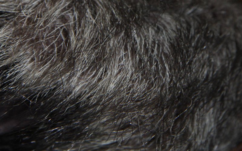Текстура волос мужских