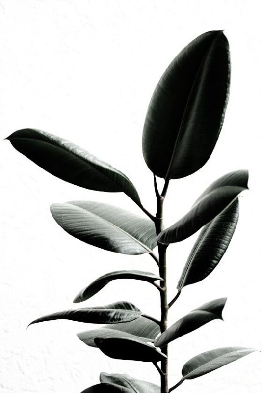 Фикус разнолистный