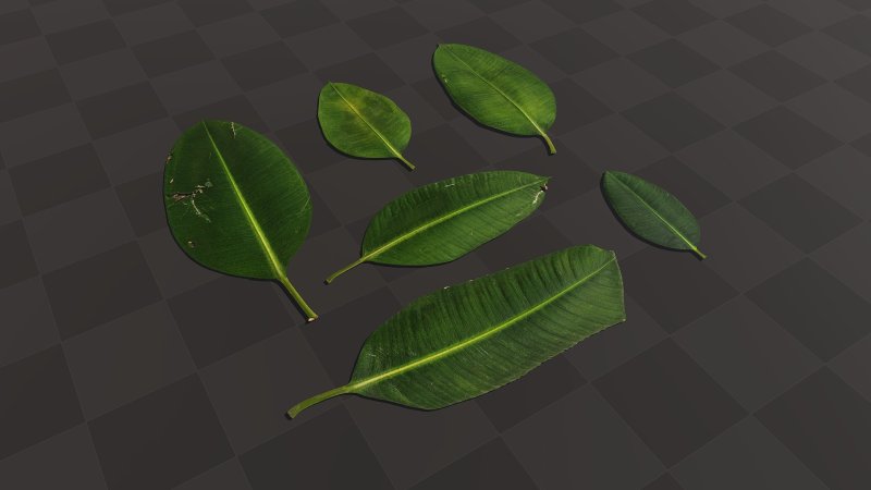 Форма листа фикуса