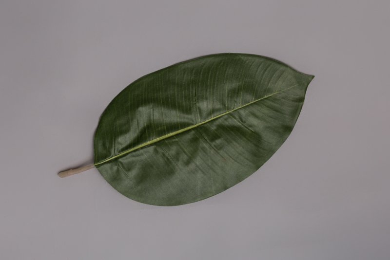 Листок фикуса