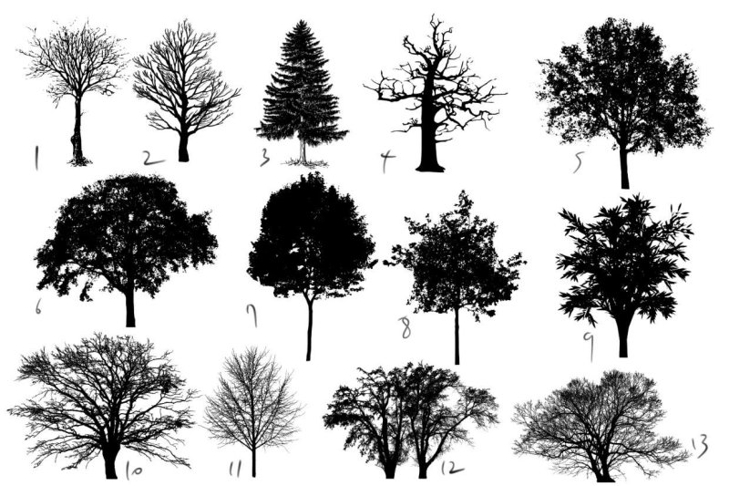 Кисти деревьев