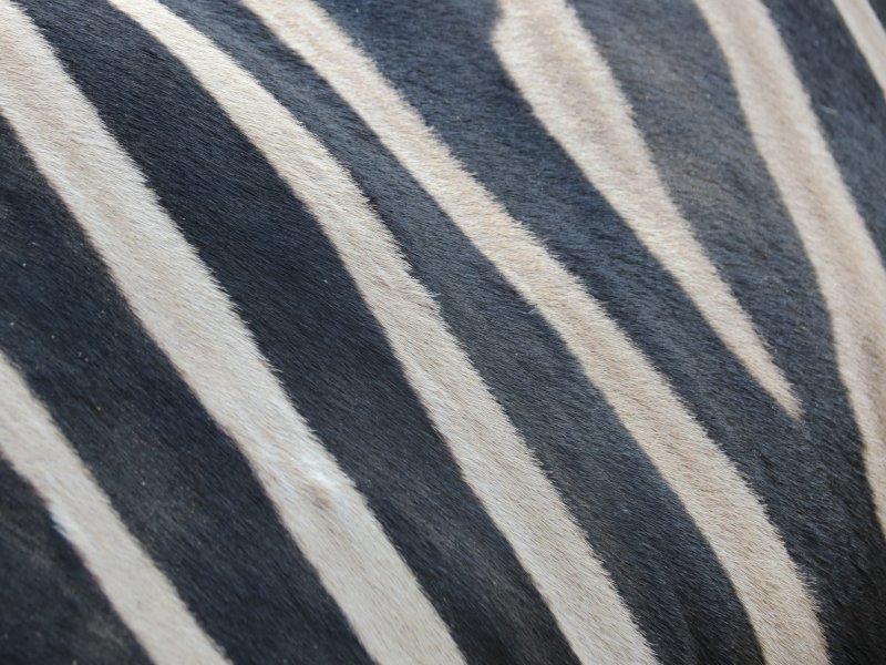 Полоски зебры