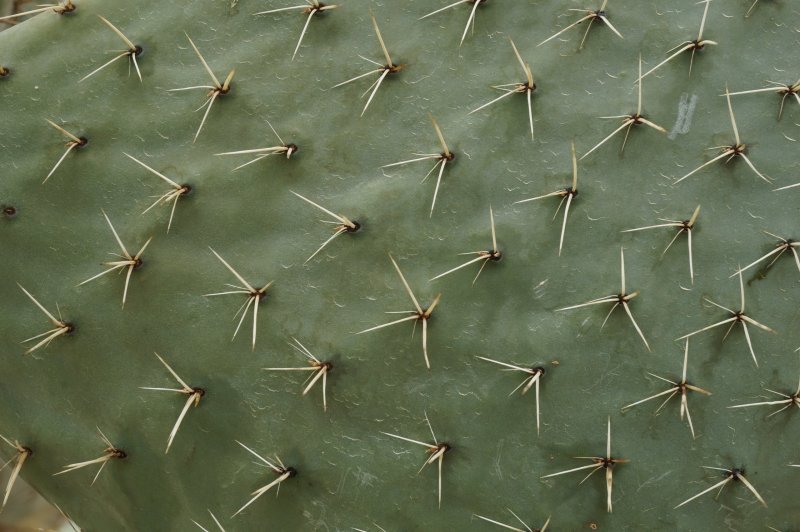 Кактус фактура