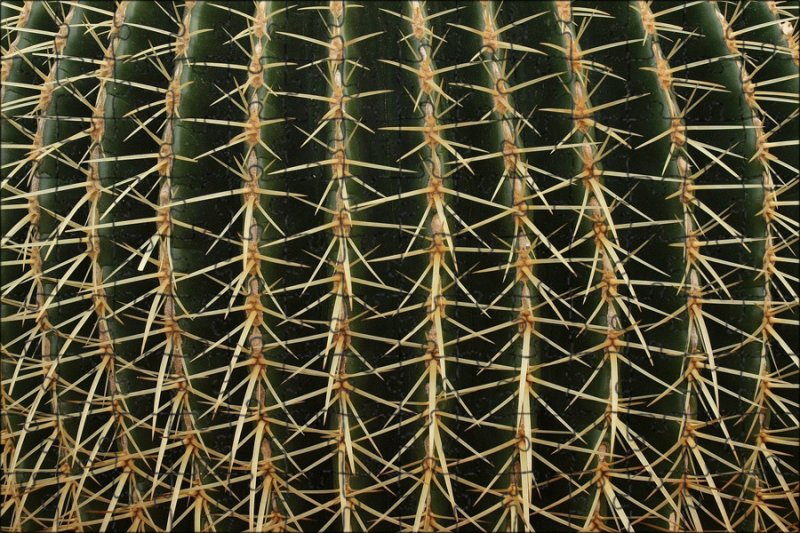 Текстура кактуса
