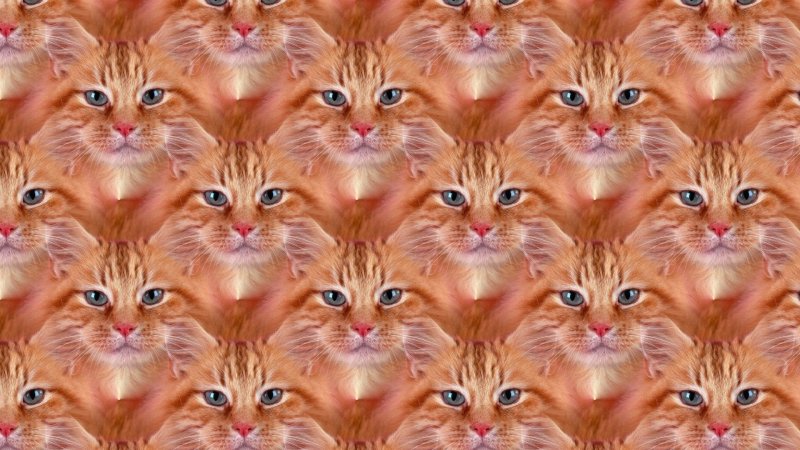 Кошачий фон