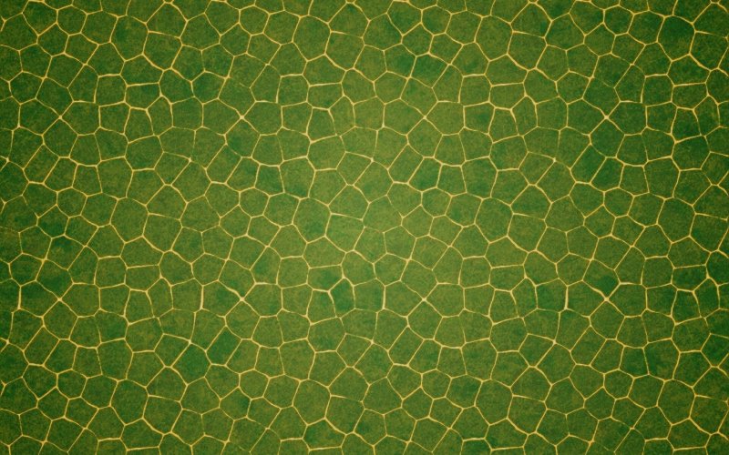 Текстура кожи