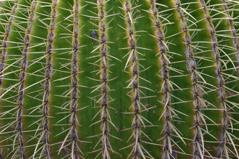 Текстура кактуса бесшовная