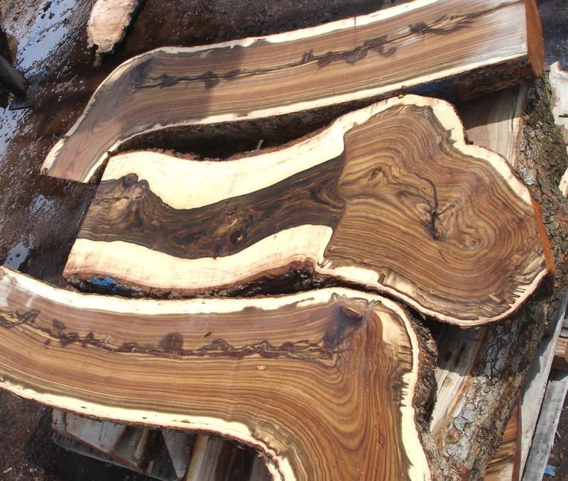 Слэб шелковица