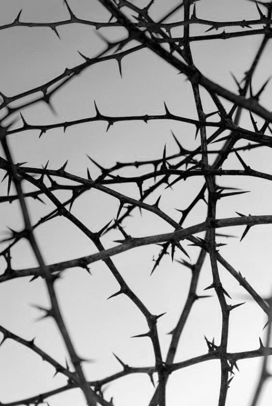 Терновник лоза