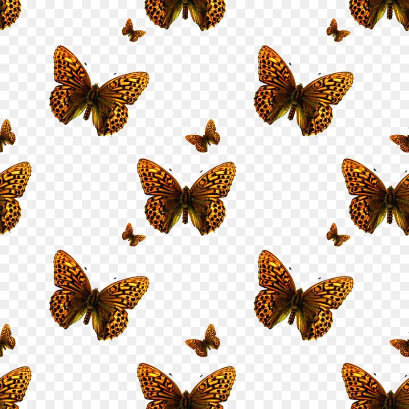 Текстура бабочки