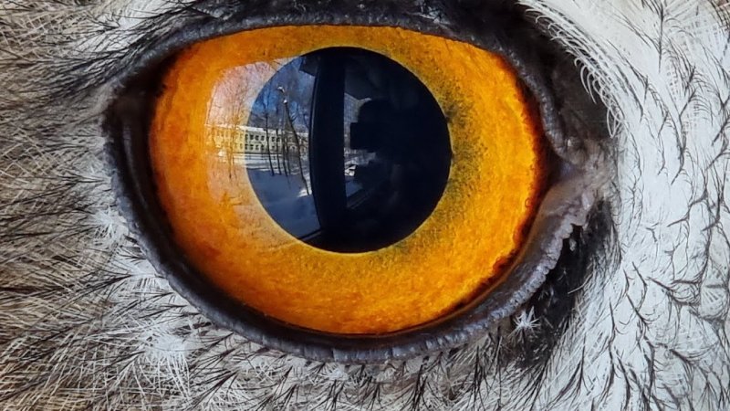 Глаза Филина