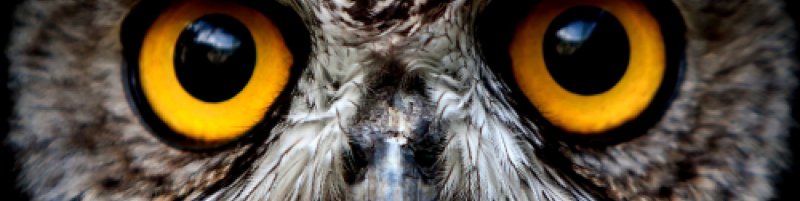 Форма глаза Совы