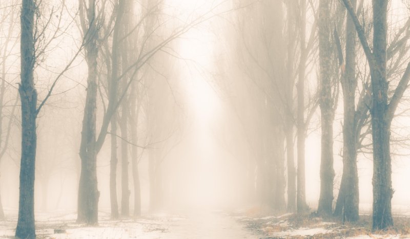 Деревья в тумане