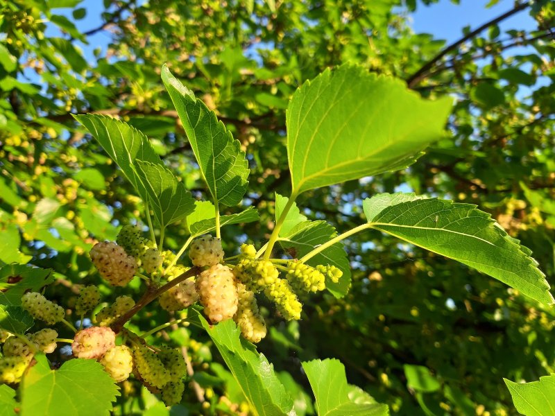 Тутовник шелковица