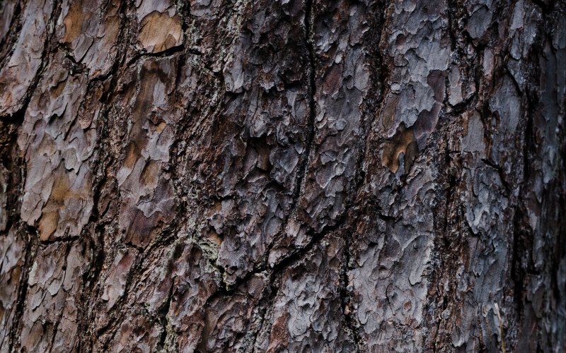 Кора дуба текстура