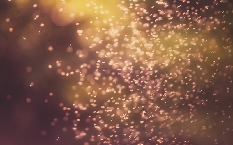 Солнечные блики