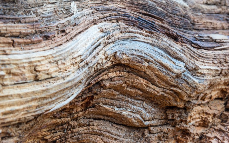 Волокнистая структура дерева