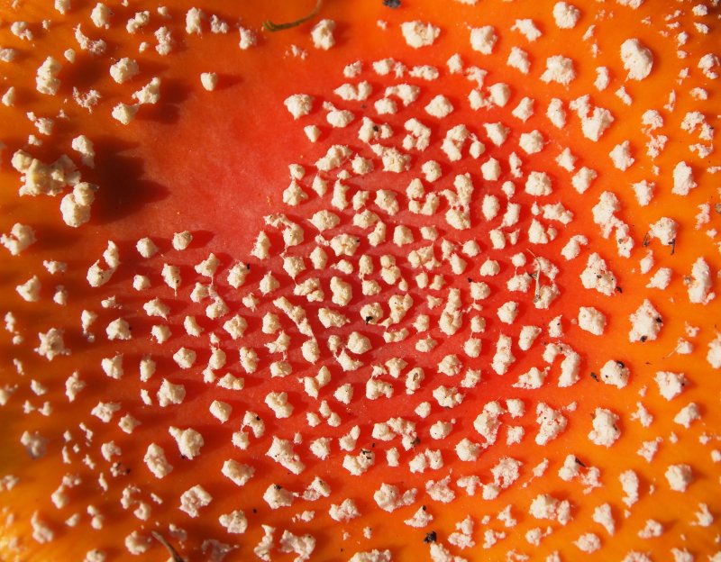 Текстура шляпки гриба