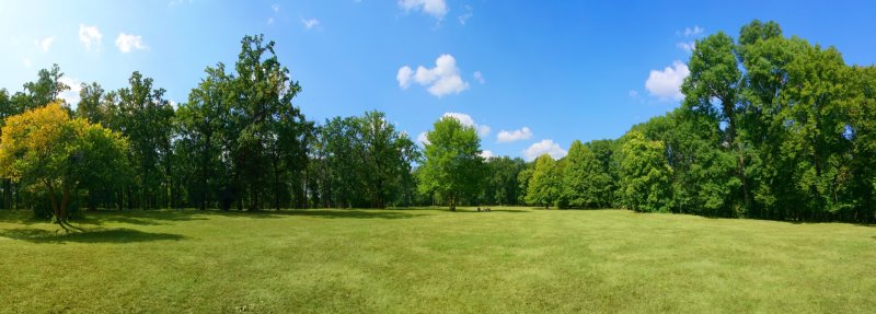Панорама деревья