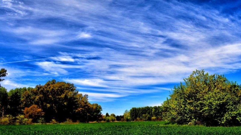 Небо деревья