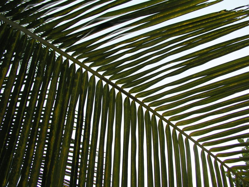 Пальмовый лист текстура