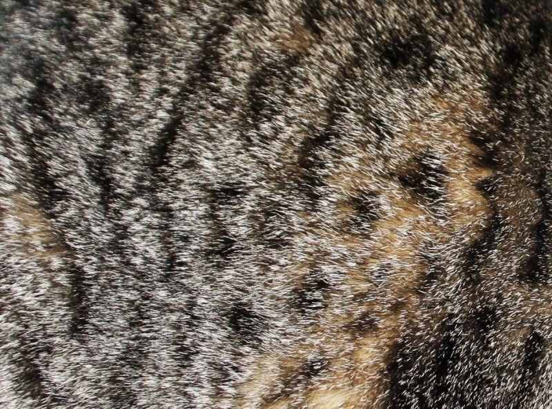 Текстура шерсти