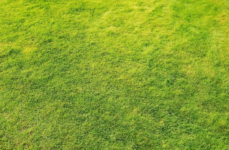 Искусственный газон текстура