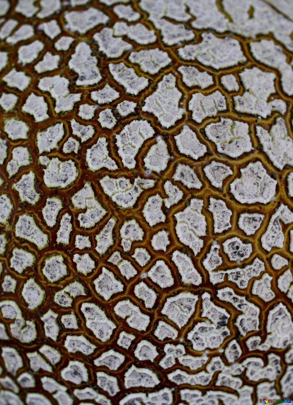 Фактура гриба