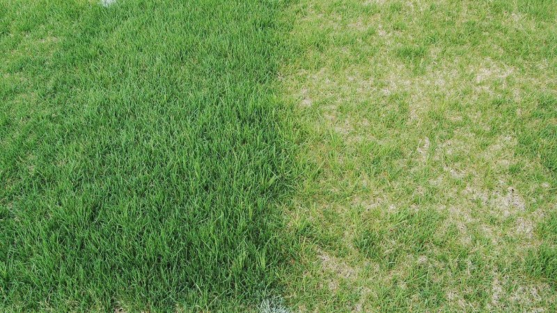 Газон текстура