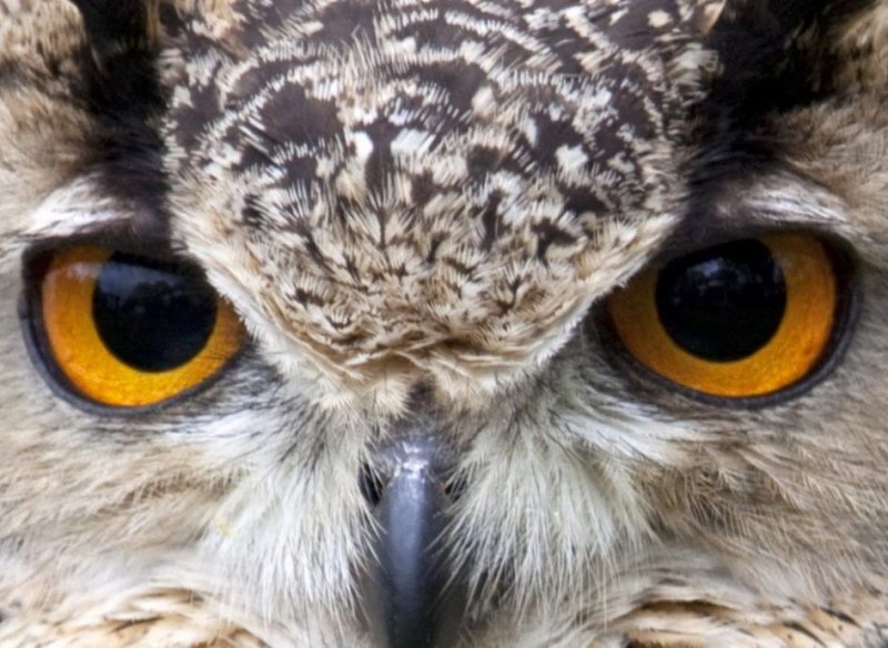 Глаза Совы